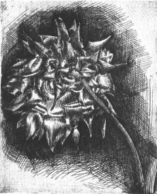 The Republic of -Flower-