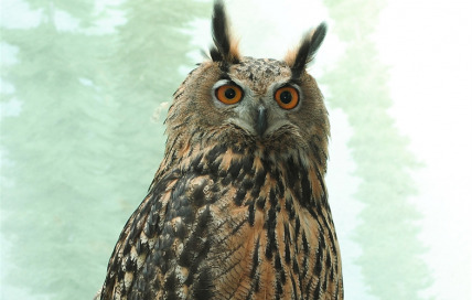 The Rogue Nation of 1 Owl