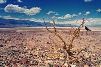 The Effects of A Catastrophi