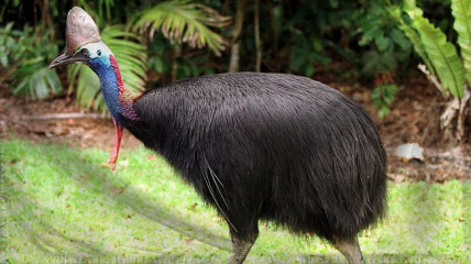 The Commonwealth of A Few Th