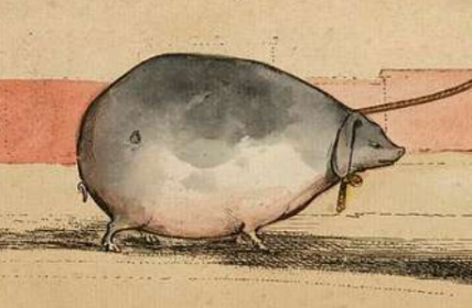 The Colony of A pig so obese