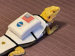 The Republic of A Starry Liz