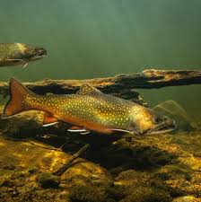 The Republic of A trout