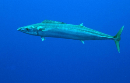 The Wahoo of Acanthocybium s