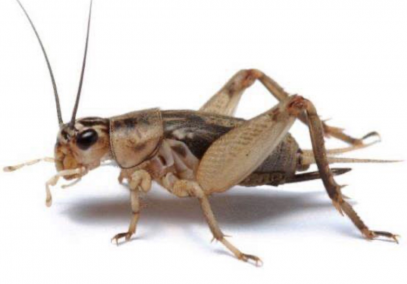 The Free Land of Acheta Dome