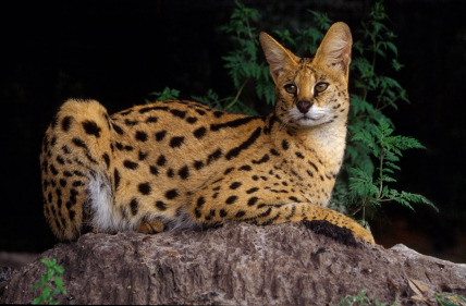 The Feline of African golden
