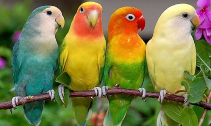 The Bird of Agapornis