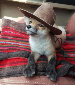 The Fox Loving Lesbian of Al