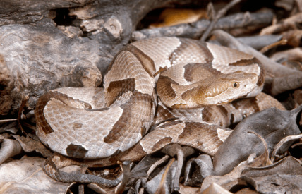 The Agkistrodon contortrix o