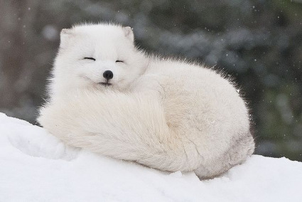 The Republic of Arctic Fox