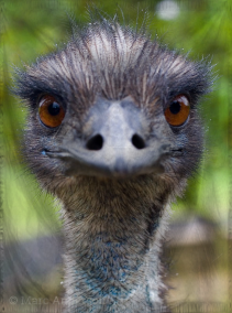 The Republic of Arunac