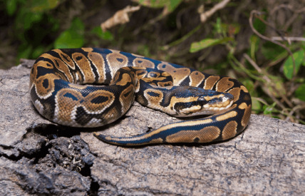 The Python regius of Ball Py