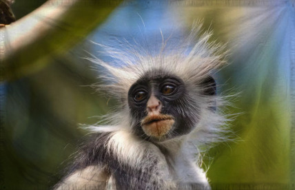 The Dominion of Big Monkey J