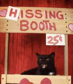 The Republic of Black Cat De