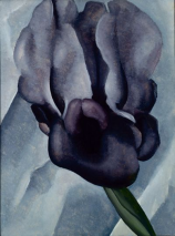 The Republic of Black Iris