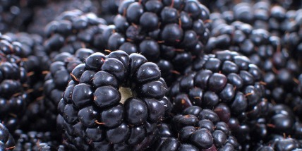 The Fruit of Blackberries