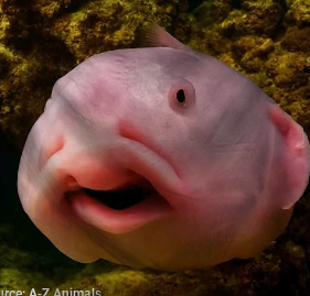 The Republic of Blobs