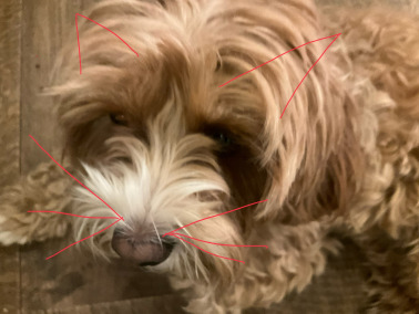 The Republic of Bobela