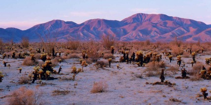 The Desert Community of Borr