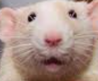 The Democratic Republic of B