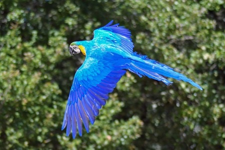 The Fauna of Brazilian Macaw