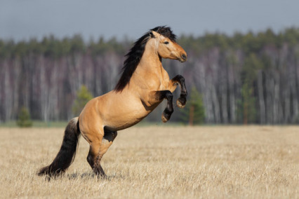 The Community of Buckskin