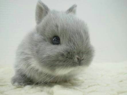 The Colony of Bunny Farm 16