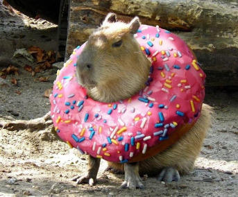 The Republic of Capybara Wit