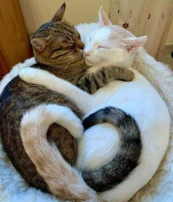 The Republic of Catlove