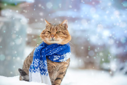 The Colony of Cats with Cats