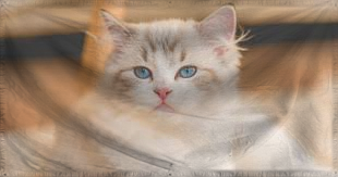 The Allied States of Catsani