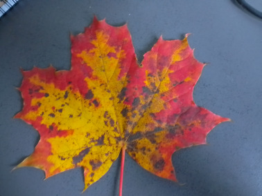 The Kingdom of Cdaj Dadaj-