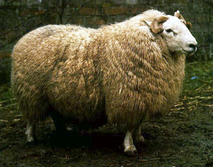 The Golden Fleece of Cheviot