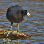 The Republic of Coot