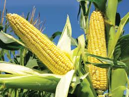 The Field of Corn 2
