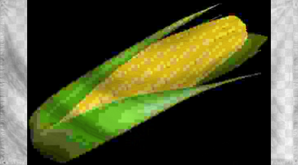 The Republic of CornHusk