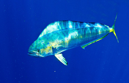 The Mahi-Mahi of Coryphaena 