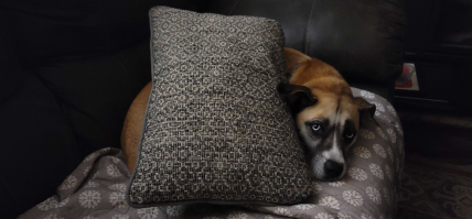 The Free Land of Creaturuora