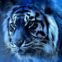 The Ice Blue Tigers of D024