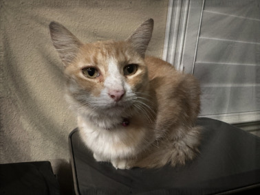 The Lost World of Dancing Ni