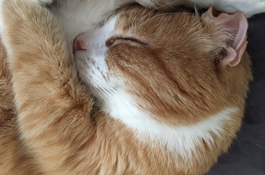 The Empire of Dante the Cat