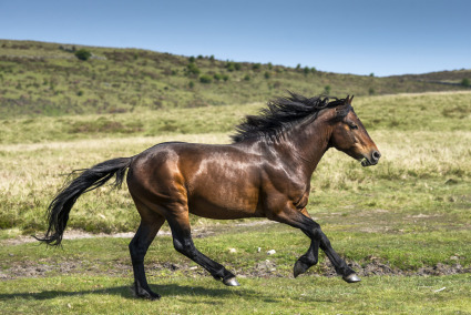 The Community of Dartmoor