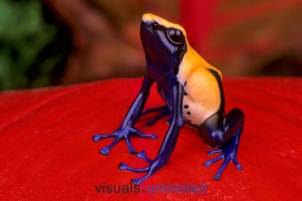 The Republic of Dendrobates 