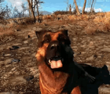 The Commonwealth of Dogmeat