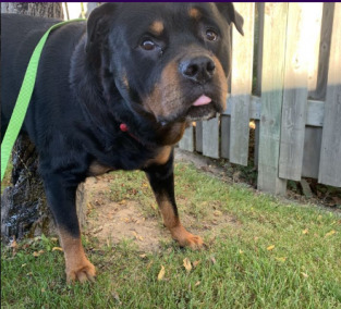 The Republic of Dogs Are So 