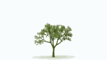 The Green of Dominion of the