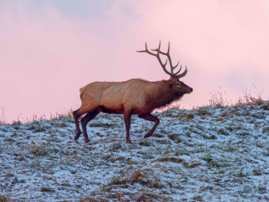The Ranging Herd of Elk