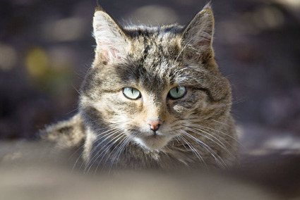 The Highland Tiger of Felis 