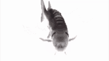 The Fish Fish Fish Fish Fish