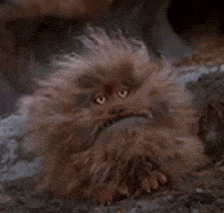 The Tantrum of Fizzgig